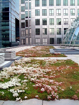 Figure 1: Retail sedum roof, Canary Wharf, London